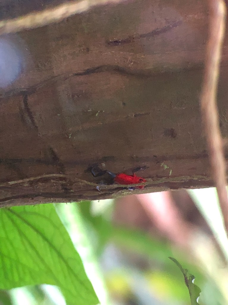 A brightly colored frog seen through a telescope